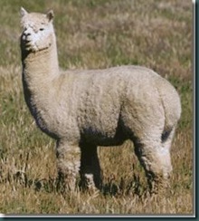 auzengate