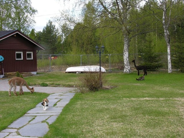[Alpakkaene inn i hagen 003[2].jpg]