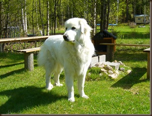 Perfekt hund for alpakkahold