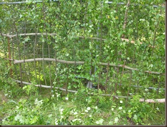 pacaoggjerde 015