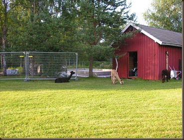 gjerdet (langsiden) ferdig 008