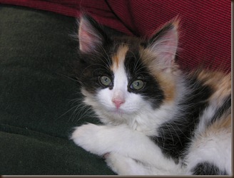 kittens 009