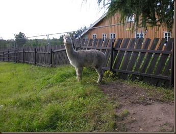 alpacas day one 035