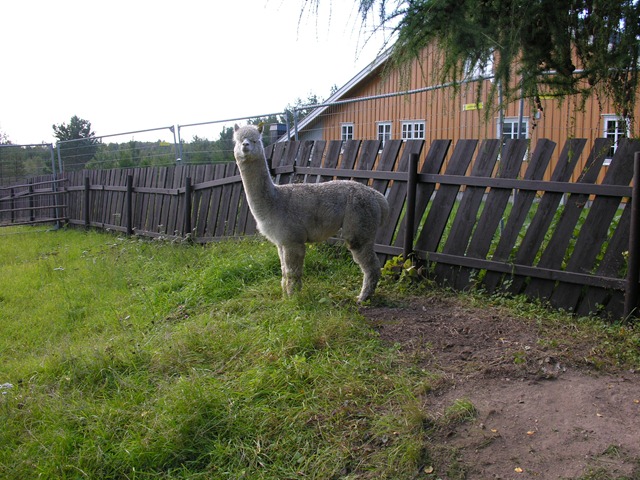 [alpacas day one 035[3].jpg]