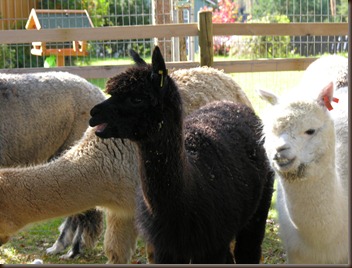 alpacas day one 062 alpacas day one 062