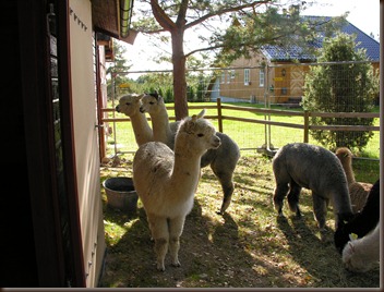 alpacas day one 080