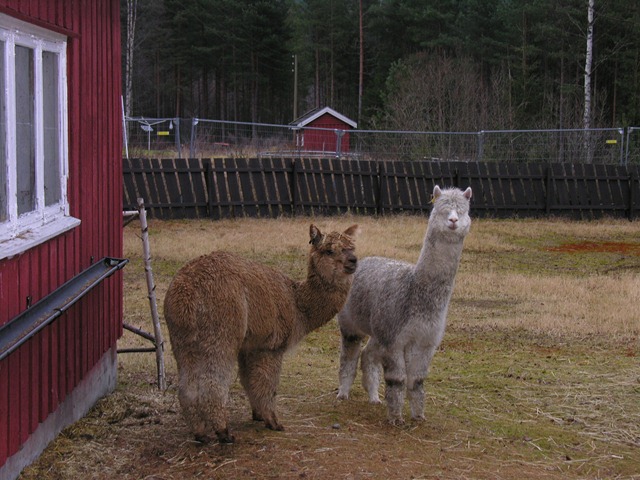 [Grimetrening med Andrew of Alex 031[3].jpg]