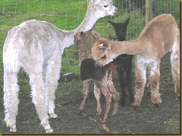 Rose og hennes datter Paris hilser på Bandit Rose og hennes datter Paris hilser på Bandit