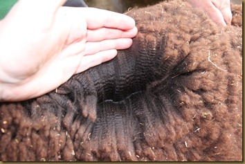 Fleece shot of our NC Paris Pavlova, SLR