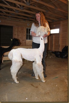 Alpakka: NC Prince Braveheart after shearing/after klipping