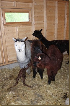 Viella, Paris and the matriarch Wayra stands next to the little guy