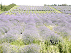 plantacion de lavanda