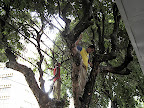 tree trimmers
