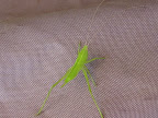 electric green hitchhiking hopper