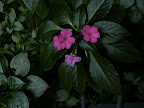 flora