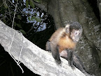 monkey preserve near Mantenopolis