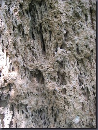 IMG_5724 IMG_5724