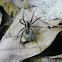 Wolf Spider
