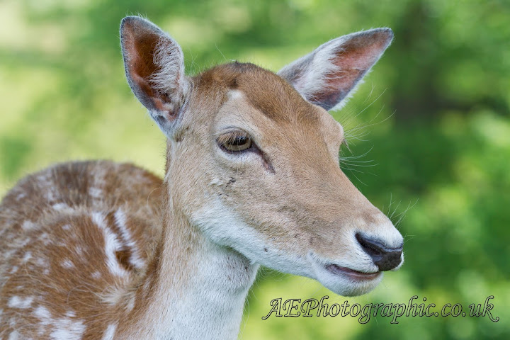 IMAGE: http://lh5.ggpht.com/_5yK23nU-AKk/TAp6bFs-cuI/AAAAAAAADnA/bKB_XpT4r48/s720/AE-4282.jpg