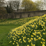 daffs along the York city walls