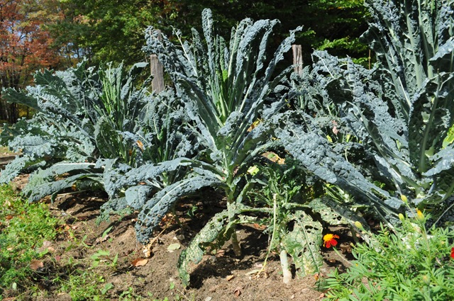 [Fall Garden_2010 10 02_2862[2].jpg]