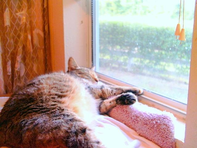 [Bobcat.Jul2010-4[3].jpg]