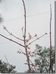 Red-maple-20.Feb.2011