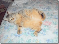 Really ladylike, Bobcat!