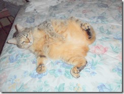 Really ladylike, Bobcat! Really ladylike, Bobcat!