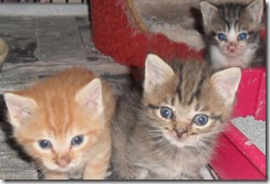 Pal, Pebbles and Precious. Pal, Pebbles and Precious.