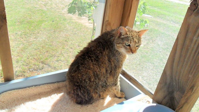 [Bobcat drying on screen porch[3].jpg]