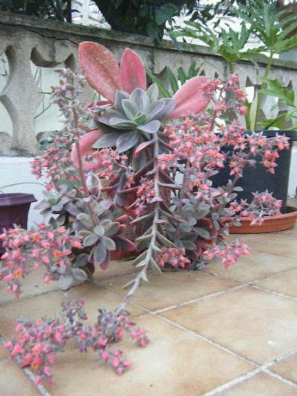 2010_01040011.jpg