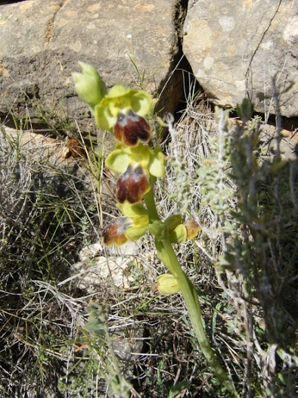 2011_03130052_ophrys dianica.jpg