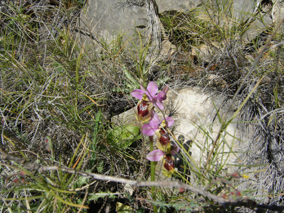 2011_03130050_ophrys tenthredinifera.jpg
