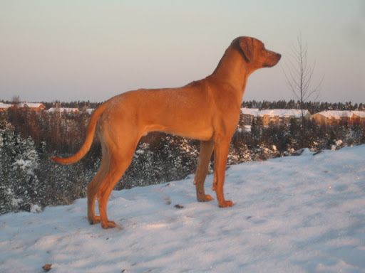 Djungelkattens Jollyridged Jasper 1 year old!