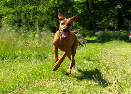 Djungelkattens Jollyridged Jilda, 5 months