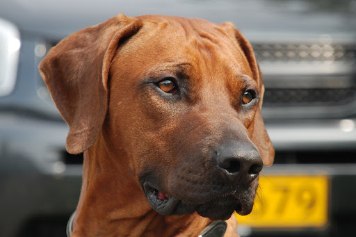 Djungelkattens Gloryridged Gazeley 2 years old.