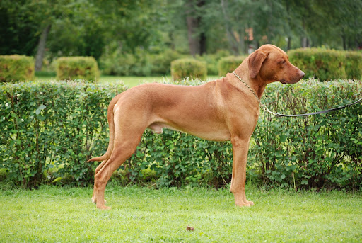 Djungelkattens Fairridged Favorit (Faro). Foto: Liselotte Ohlsson
