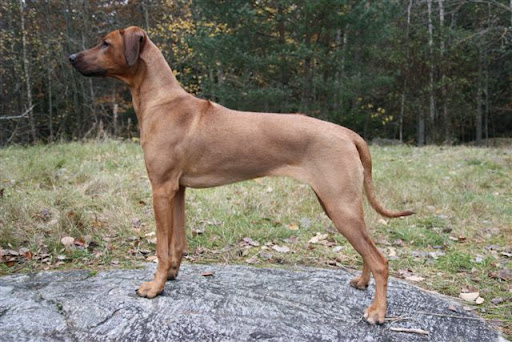 Djungelkattens Jollyridged Jilda 9 months old