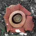 Rafflesia
