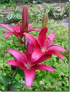 more scarlet daylilies cropped more scarlet daylilies cropped