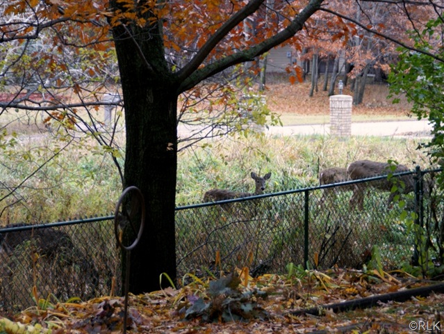 [2009 10 31 Morning Deer[6].jpg]