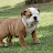 Fiona - Bulldogmania.net Fiona - Bulldogmania.net