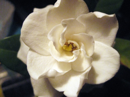 [gardenia 004[2].jpg]