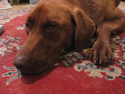 [dogs 015[5].jpg]