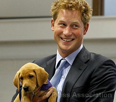 [RCHarrypup2.jpg]