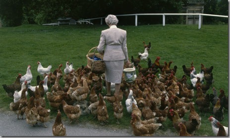 The-duchess-with-her-chicks