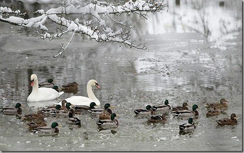 Snow Ducks-and-swans-swim-on-Medway