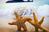 Descargar Starfish Windows 7 Theme gratis