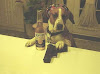 El Perro Rebelde El Perro Rebelde